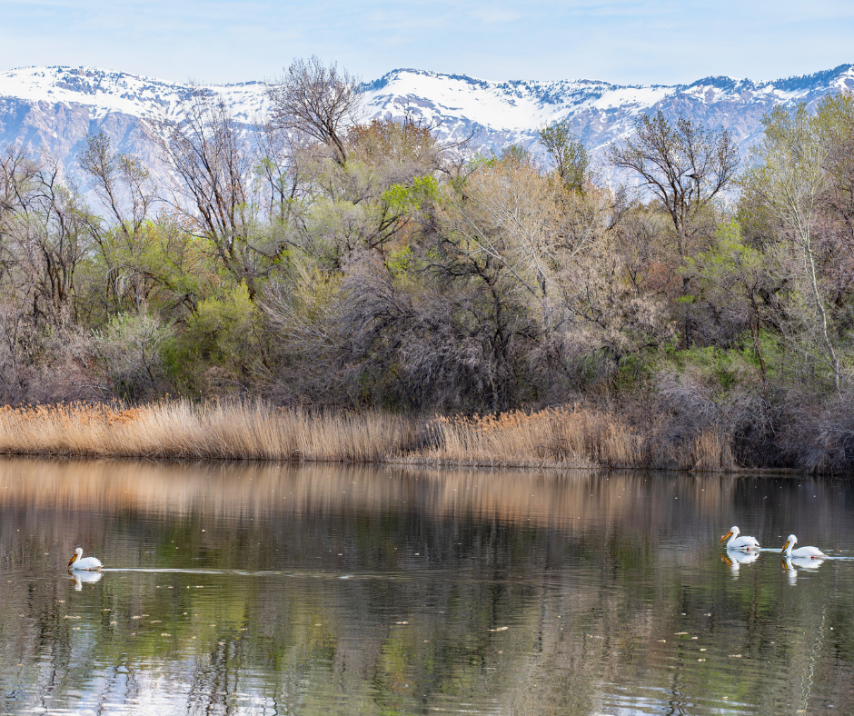 Ogden river cleanup